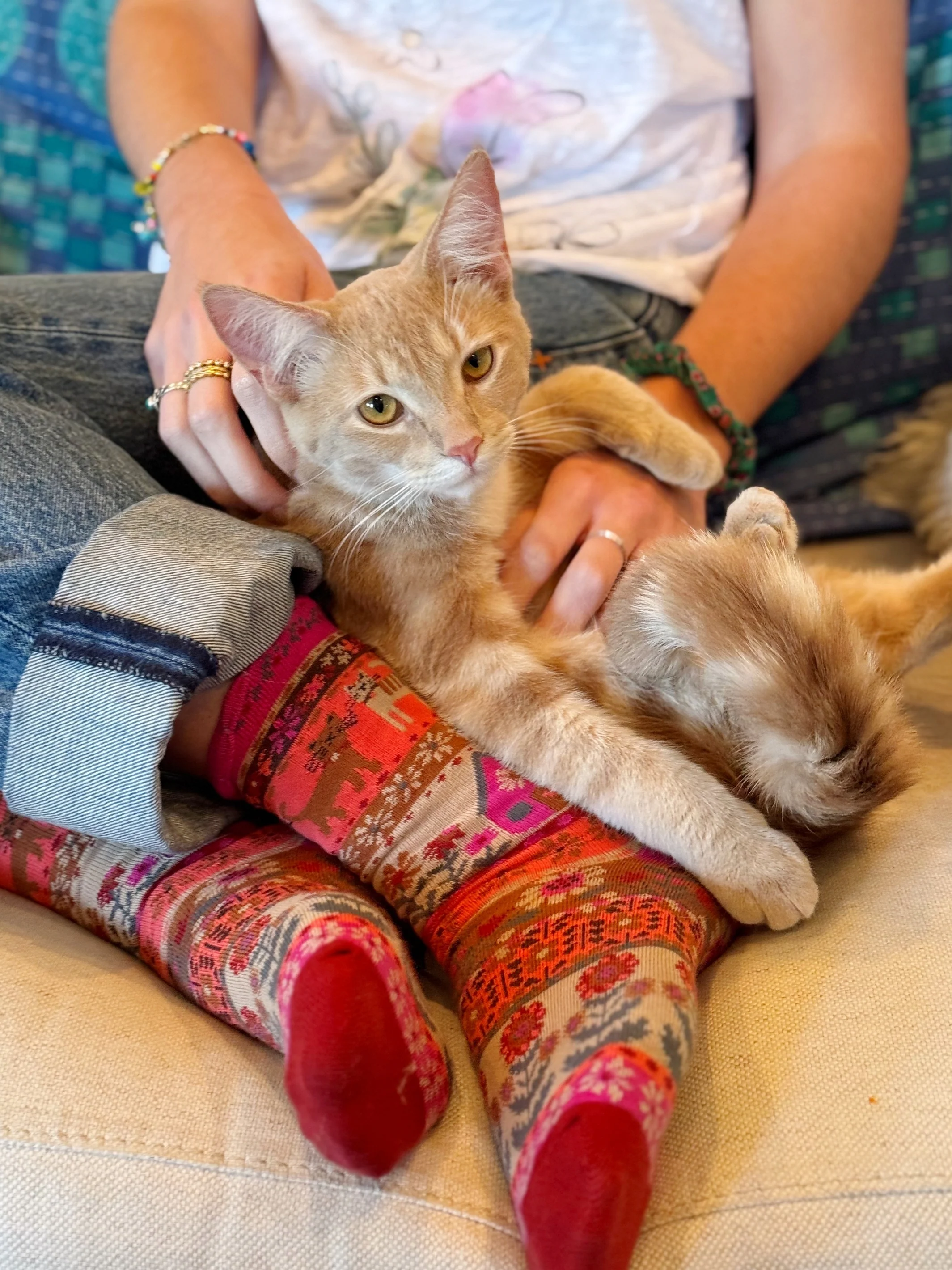 Boxed Boho Sock Set, Set of 3 - Cat - Image 2